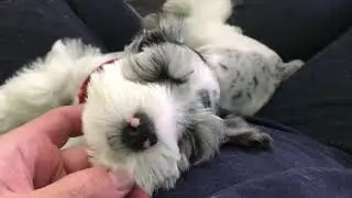 Biscuit - 8 Wk Old Mini Schnaussie