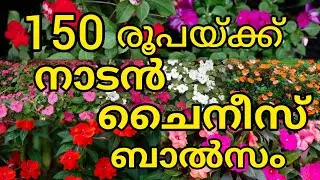 150 നാടൻ ചൈനീസ്  ബാൽസം #pathumani #plants #plantcare #gardening #pottingmix #home #kerala #malayalam