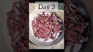 Easy to Make Hibiscus Powder at Home || #hibiscus #hibiscuspowder #hibiscushairpack