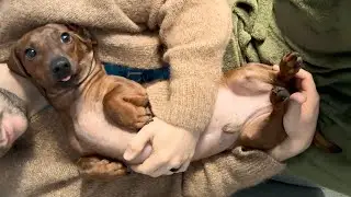 Wee dachshund takes a St Patrick's Day stroll in Dublin☘️