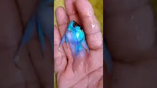 electric blue balloon ram veiltail/01534678935