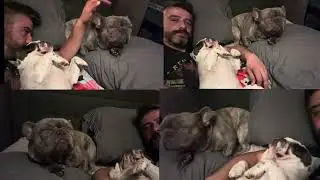 Frenchie Nap #frenchie #nap #dogdad #youtube