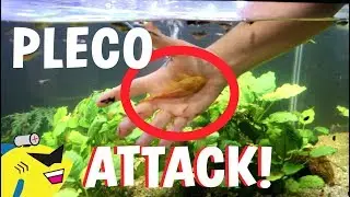 PLECO ATTACK! - MORE THAN HE ASKED FOR...