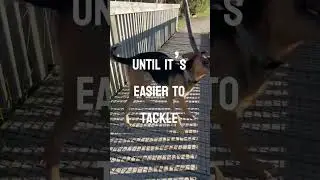Life lessons from the dog