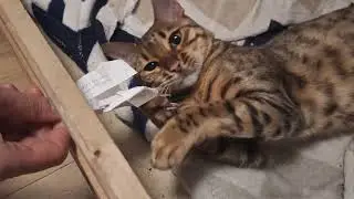 This is my adorable Bengal Cat 🐈 yawning, playing, sleeping 😴 and more!!!