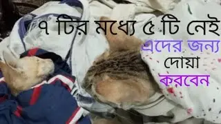 বিড়ালের অবস্থা খুবই খারাপ / কেট ফ্লু / Cat flu 😭🐈😭 #viralvideo #cat #flu 