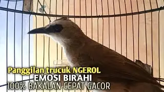 Trucuk BETINA memanggil Jantan Suara Birahi Ngecuplik 100% pancingan trucukan gacor agar BUNYI EMOSI
