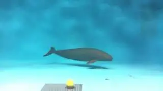 Delfin de Irrawaddy (Orcaella brevirostris)