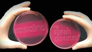 Rosalind (official music video) by Sarah Donner