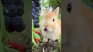 Hilarious Animal Antics Compilation | Funny Pets & Wild Animals 2024!