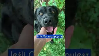 Tw&oacute;j pies ci podziękuje - zaczipuj i zarejestruj go w World Pet Net!