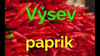 Předklíčení semen paprik