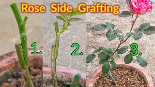 Easy Rose Plant Grafting in 3 Minutes | Gulaab Ki Grafting Kaise Kare #rosegrafting