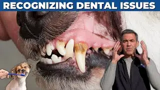 Ensure Your Pet's Dental Health: Signs, Solutions, and Professional Care | Dr. Sean McPeck
