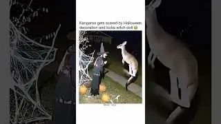 Kangaroo kickes vampire doll
