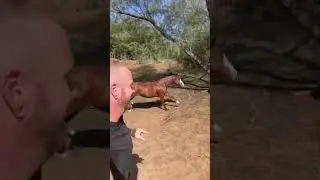 My husband playing with my horses 😂 #animals #horse #cute #cuteanimals #hearttouching
