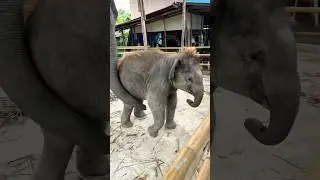 Baby elephant and mother #animals #elephant #babyanimals #cute #funny