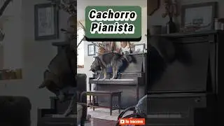 Cachorro Pianista #dog