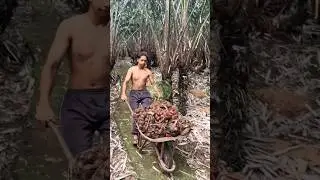 Manisnya rejeki budidaya salak pondoh