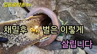 토종벌 채밀후 이식한 뒷박벌통을 어디에 놓아야  좋을까 🤔
