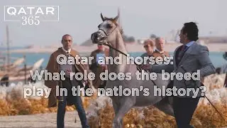Qatar&rsquo;s equine world: from Arabian purebreds to champion steeds | Qatar 365