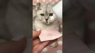 cat toothpaste #cat #kitten #funny #pets #catlover #cutecat #cute #catfunny #trending