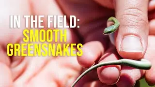 Smooth Greensnakes in the Field | Behind the Scenes with Dr. Allison