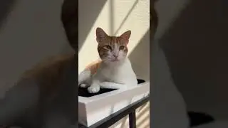 мокрый мальчик #шорты #смешныеживотные #кошки