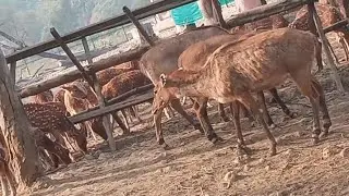 Different species of Deer 🦌 