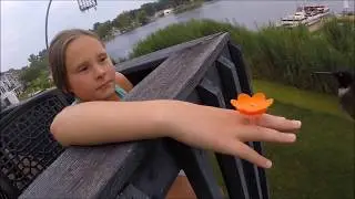 The Amazing Hummer Ring