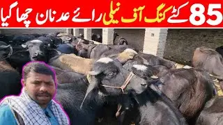 Khush-Khabri! Top Katta Farming Business in Pakistan | Katta Farm Business | Best Farming Business 