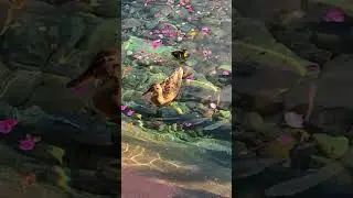 Mama duck & baby ducklings at Disney's Epcot Theme Park