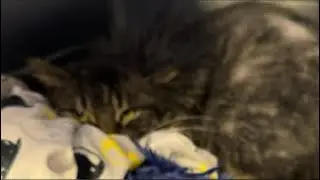 What we do #junk #cat #rescue #viral