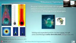 SoMAS - Exploring the Microcosmos with Raman Microspectroscopy and Atomic Force Microscopy