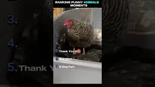 Top Funniest Animal Moments Ranked! 🐶😂                #viral #trending #funny #animals #funnyanimals