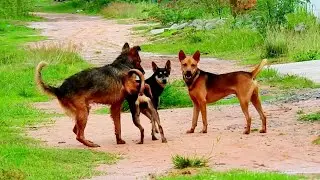 Sweet time good luck Mr Tom Old boy try to hugs his girl friend sambath more and more