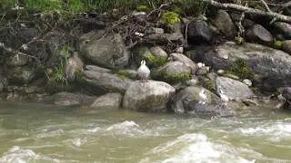 Family of Torrent Ducks video by Hans Heinz