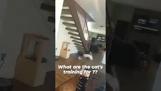 What are the cat's training for??