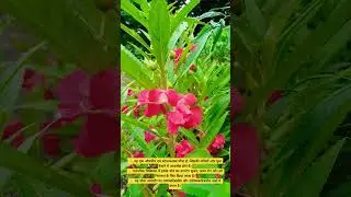beutiful balsamia Plant ☘️ #nature #plants #garden #trending