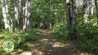Not AI - Real Sounds of the Deep North Woods - Relaxing 3 Hours Wildlife Ambiance. Relax Sleep Study