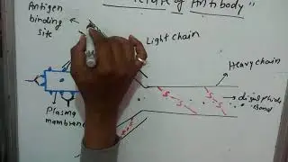 Antibodies, immunoglobulin, B-lymphocyte,plasma cell,antigen binding site, glycoprotein,antigen,