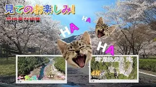 今回の動画は見てのお楽しみ!でも見ると後が気になって眠れない!