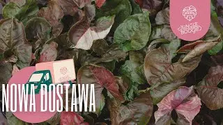 MALUSZKI I KOLEKCJONERY! Mnóstwo pożądanych okazów na rozpoczęcie wakacji 🌿 Dostawa roślin w JB