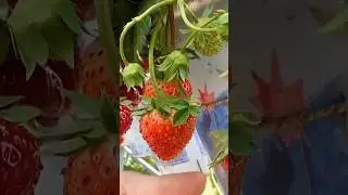 The EASIEST Way to Grow Strawberries at Home 🍓🏡
