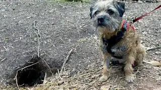 Dog who survived 12 days in badger hole is vet's most incredible story in 30 years - Mirror Online