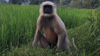 Parenting in the Primate World : Raising a Monkey Family