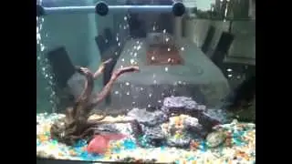 Flowerhorn and Red Parrot fish Breeding Pair