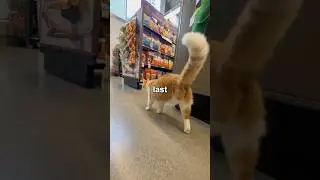 Buying My Cat Whatever He Wants... PART 2