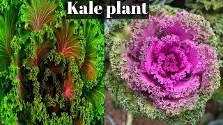 Kale plant grow and care|winter season plant|केल का पौधा|ornamental cabbage
