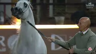 N.148 DAHIS ALSAYED - GCAT Doha 2026 - Colts 3 Years Old B (Class 6B)